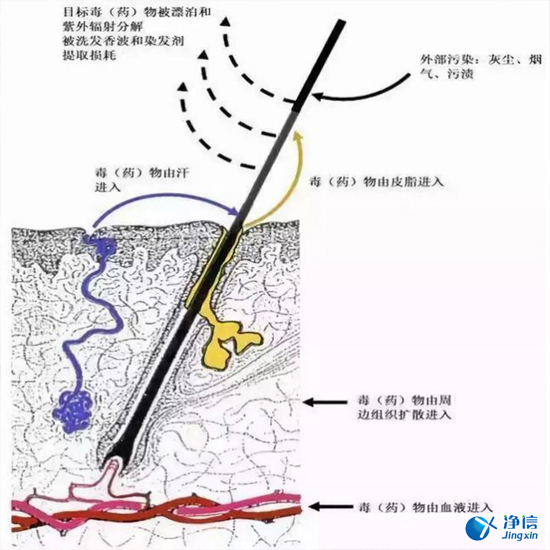  毛發(fā)毒品檢測儀檢測腿毛竟可以測出吸毒?做了全身脫毛也可以？